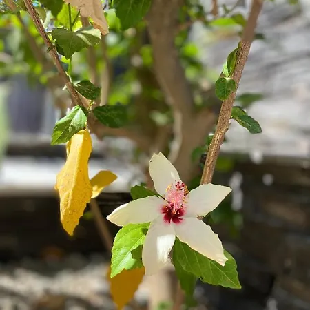 Defne Selimiye Daire *