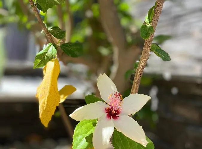 Defne Selimiye 公寓 *