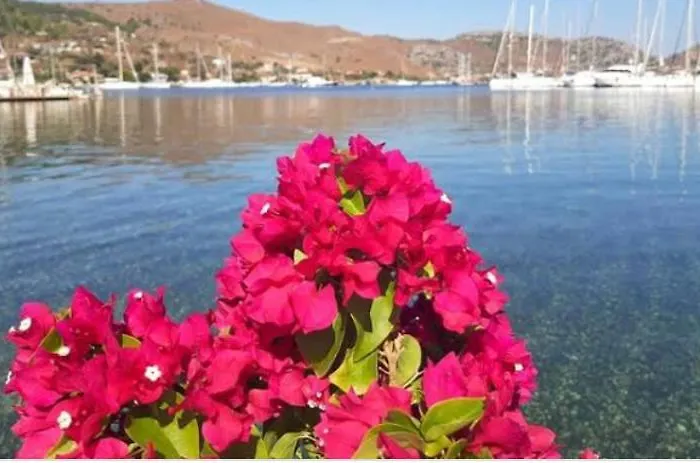 Defne Selimiye 公寓