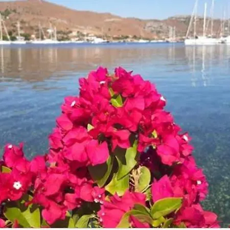 Defne Selimiye 아파트